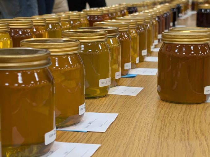 Different coloured honeys at the Croydon Honey Show